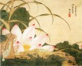 Xiesun lotus traditional China